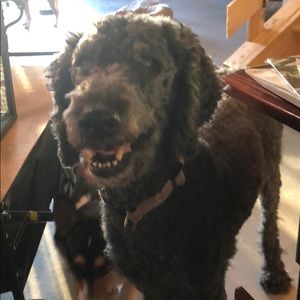 Meet your Posher, Lisa